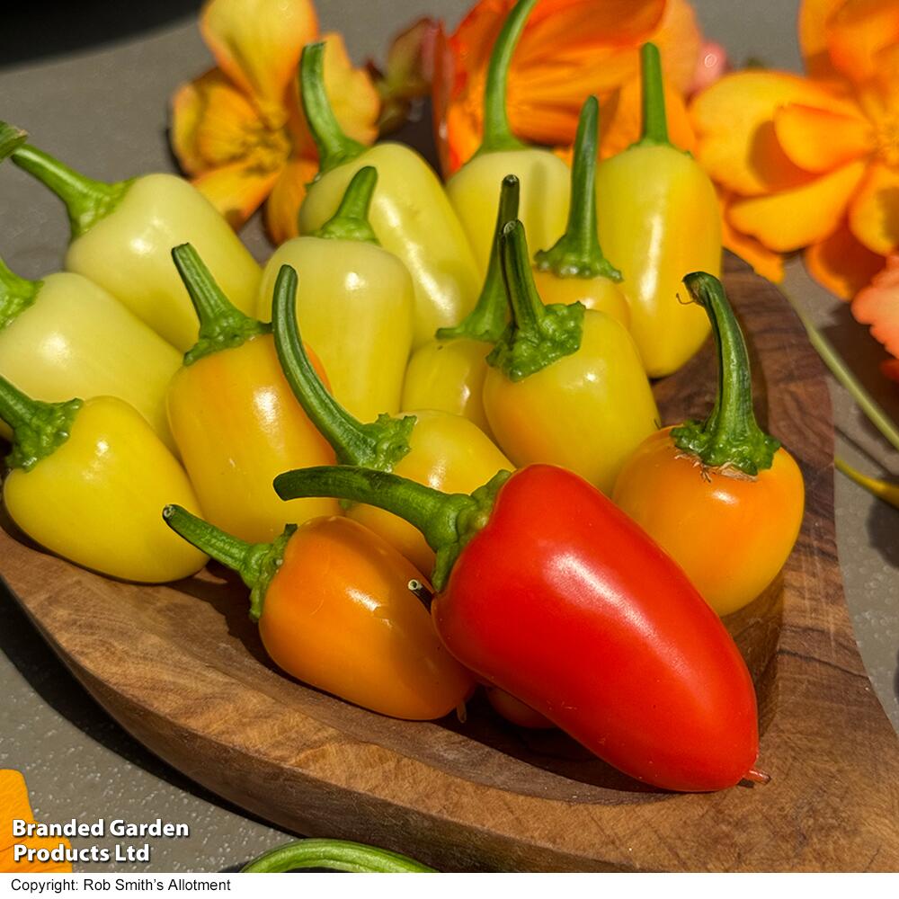 Santa Fe Grande Pepper